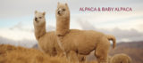 Damesmode, gebreid vest met kleurige strepen, uitgevoerd in luxe super zachte baby alpaca, met ronde hals.